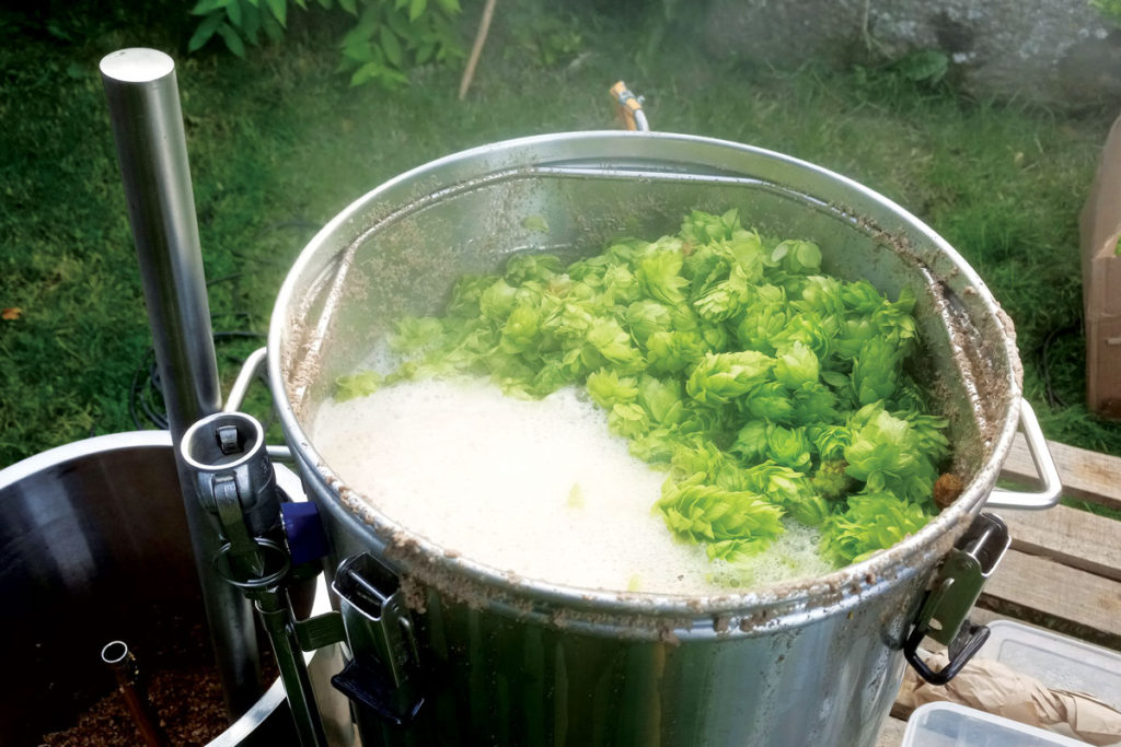 Homebrewing with hydroponically grown hops UK